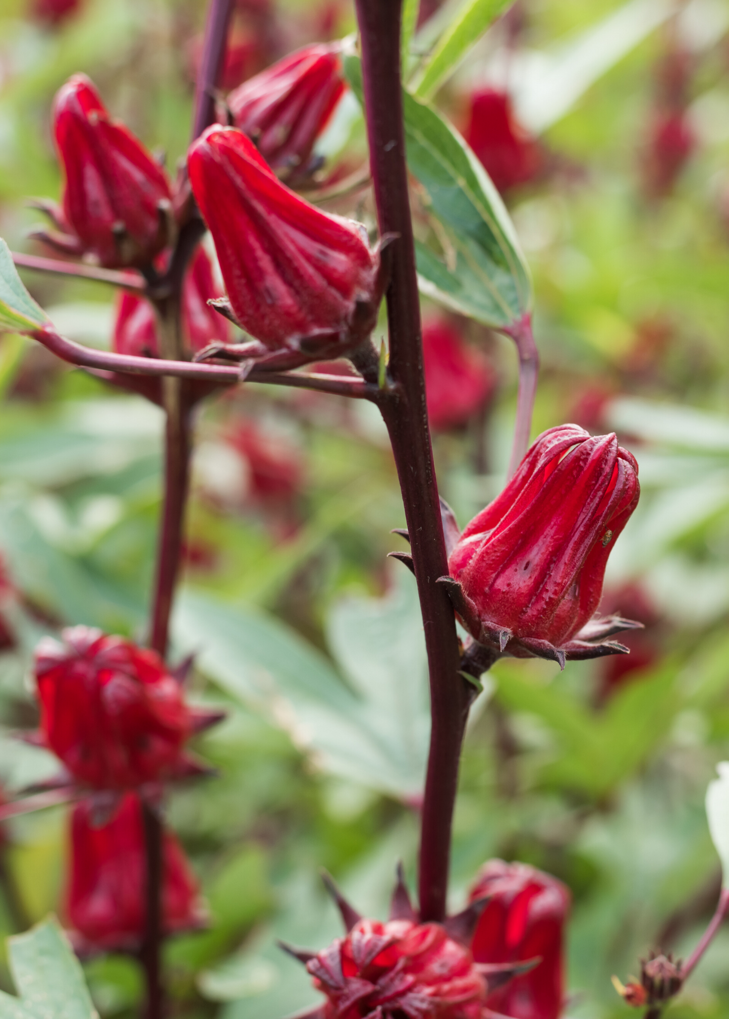 Florida Cranberry Hibiscus Edible Calyces (Hibiscus sabdariffa) for Tea, Jams & Beverages