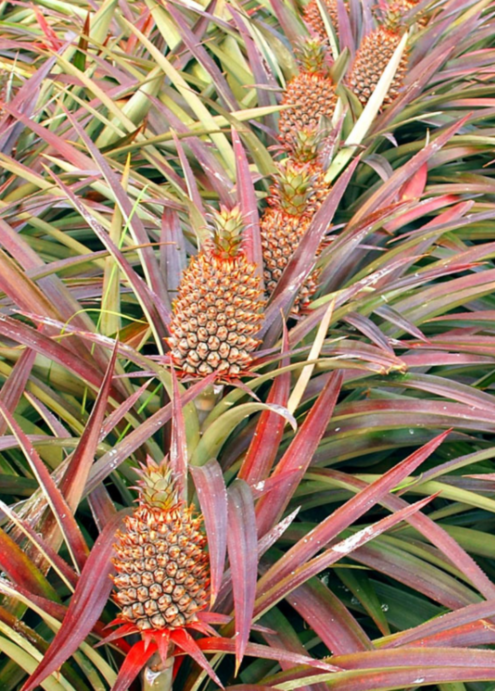 Pineapple Plant Florida Special Ananas comosus Tropical Fruit Garden Container Growing