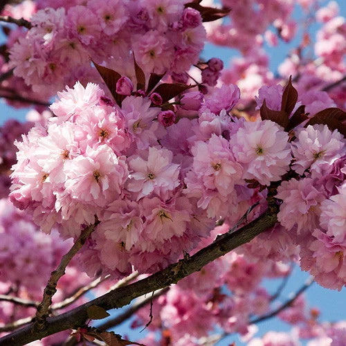 10 Kwanzan Cherry Blossom Tree Cuttings | Prunus serrulata | Japanese Sakura | 8–10” Unrooted Hardwood Cuttings