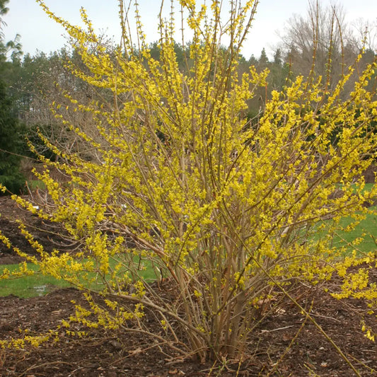 10 Forsythia Cuttings for Rooting – Unrooted Hardwood Stems, Bright Yellow Spring Blooms, Easy Propagation, Live Shrubs, Hardy in Zones 5-8