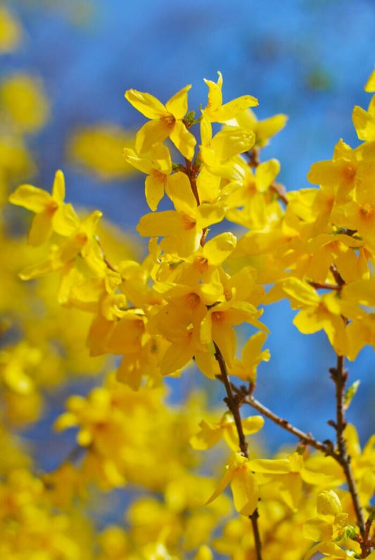 10 Lynwood Golden Forsythia Cuttings | Forsythia × intermedia Unrooted Shrubs for Propagation | Yellow Flowering Hedge Stems