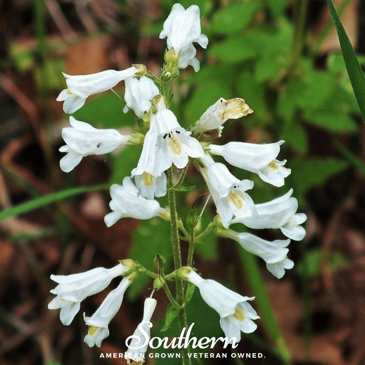 Beardtongue Foxglove Seeds – Penstemon digitalis – Heirloom, Non-GMO, Native Wildflower for Pollinators, USDA Zones 3-9