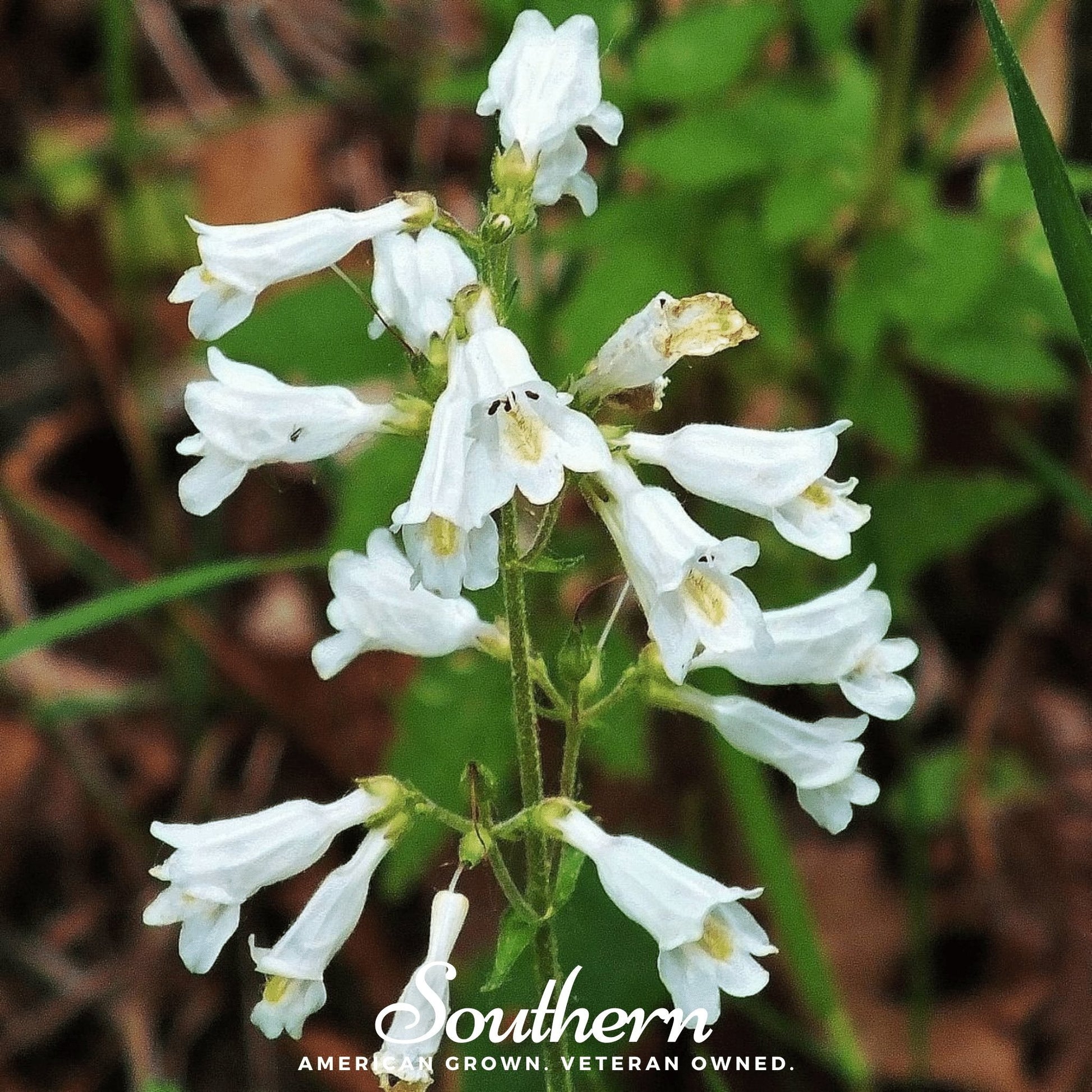 Beardtongue Foxglove Seeds – Penstemon digitalis – Heirloom, Non-GMO, Native Wildflower for Pollinators, USDA Zones 3-9