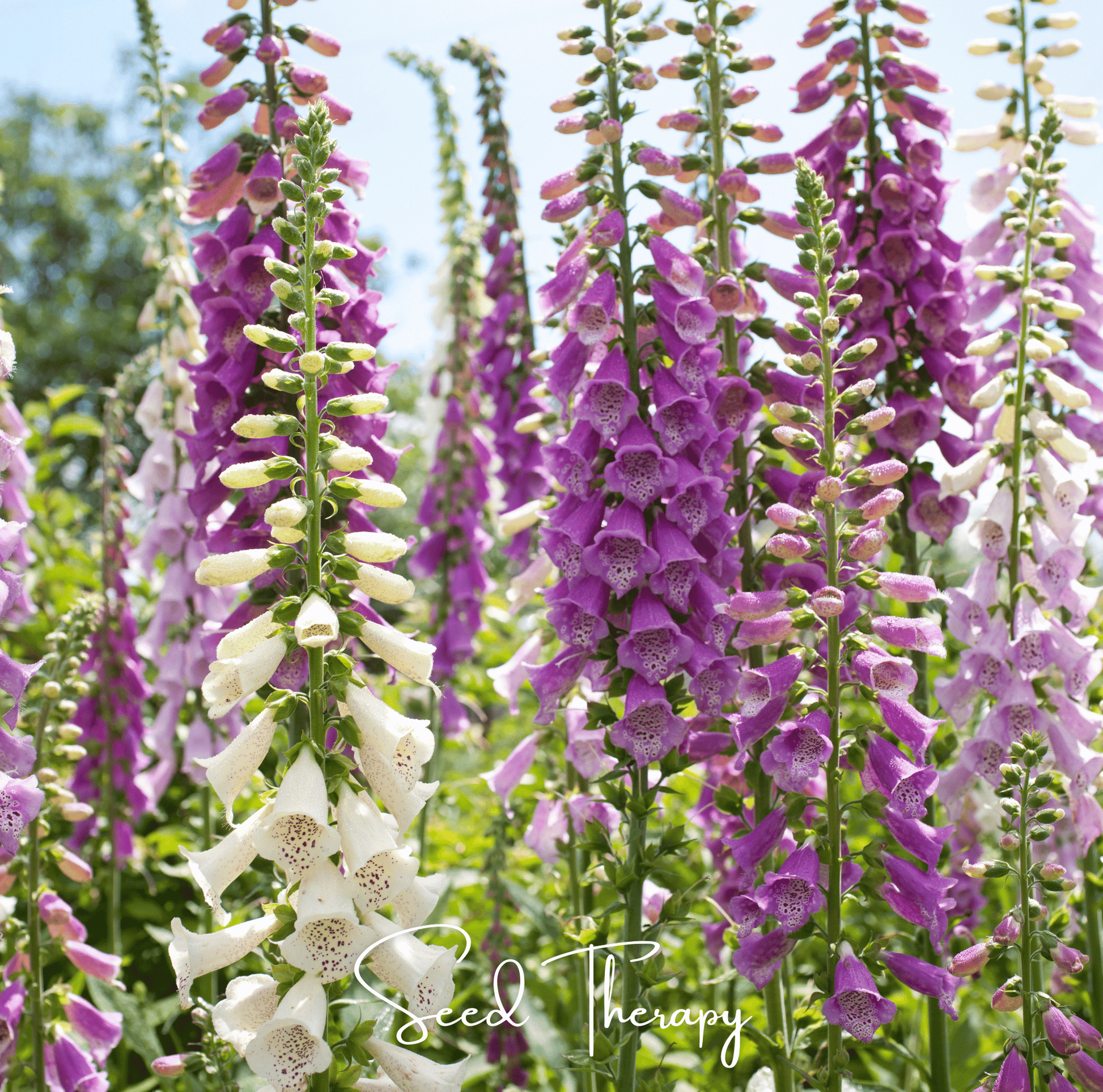 Foxy Foxglove Seeds Mix – 200 Heirloom Digitalis purpurea Cottage Garden Perennial Pollinator Friendly