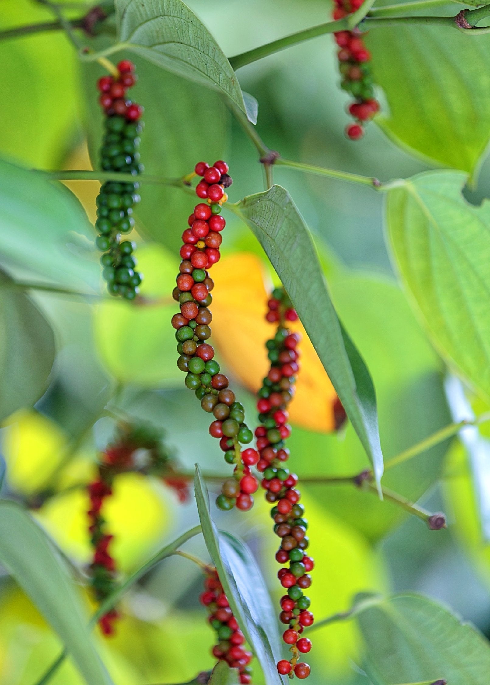 Black Pepper Vine Plant Piper nigrum Climbing Vine for Trellises Fences and Pots