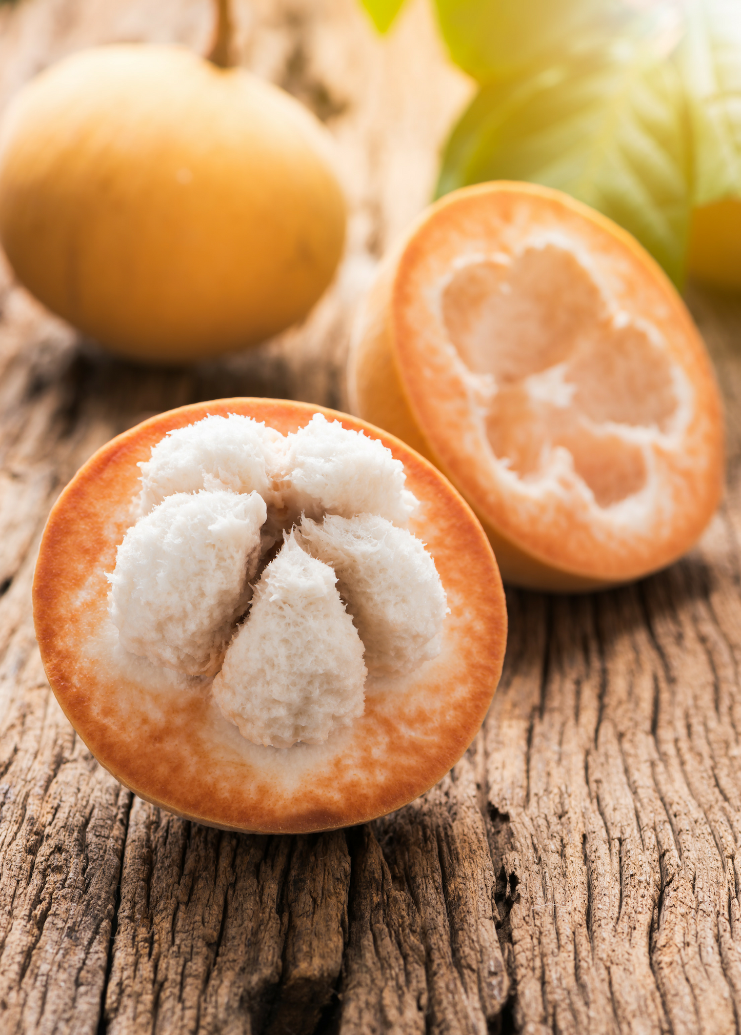 Santol Fruit Tree, Rare Tropical Fruit, Southeast Asia, Edible Pulp, Sandoricum koetjape