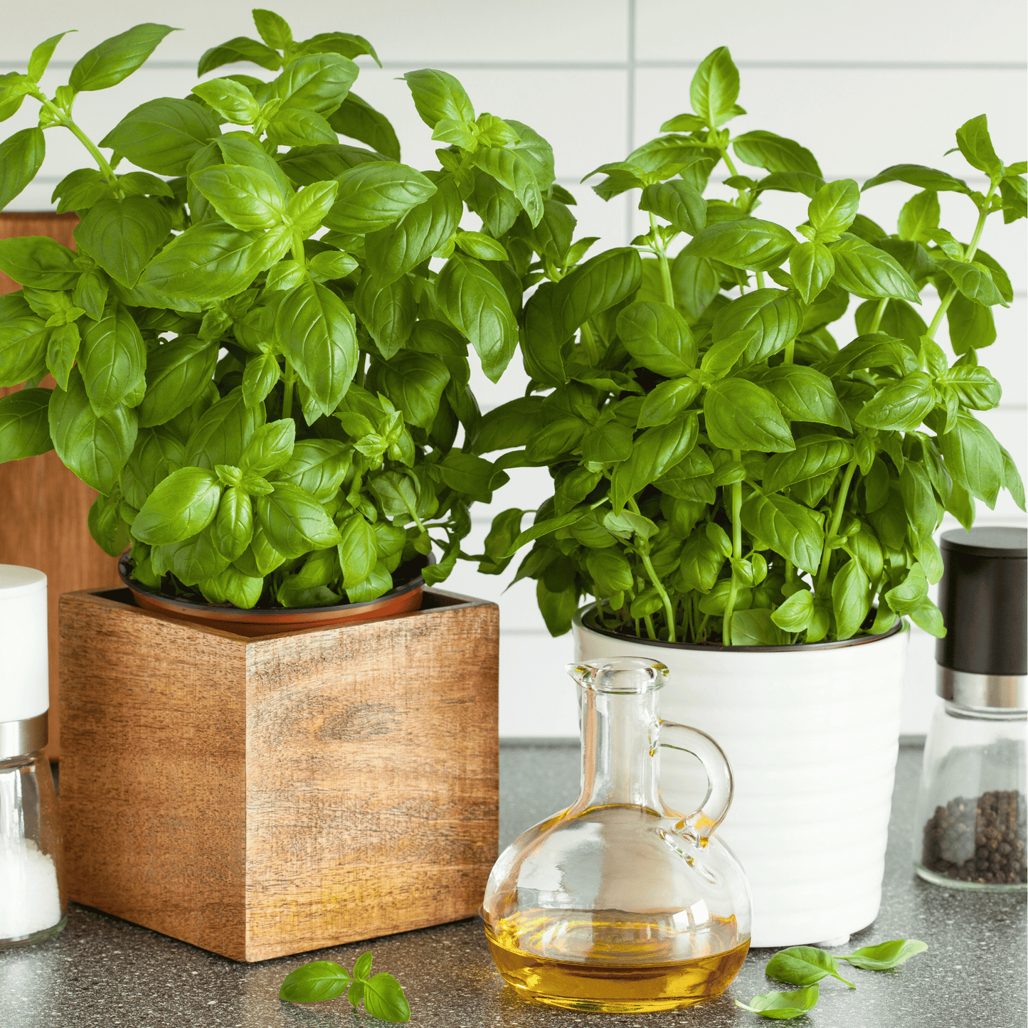 Genovese Basil Seeds – 250 Heirloom Non-GMO Ocimum basilicum for Pesto, Culinary Use, Herb Garden, Full Sun, Annual