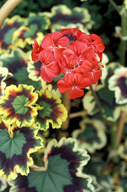 Rare Variegated Zonal Pelargonium Cutting | 6-Inch Live Plant | Colorful Foliage | Geranium Propagation | Garden & Container Plant