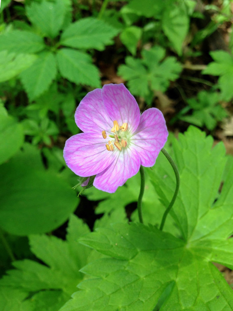 Wild Geranium Bulbs - Native Perennial Roots for Shade Gardens, Pollinator-Friendly, Geranium canadense