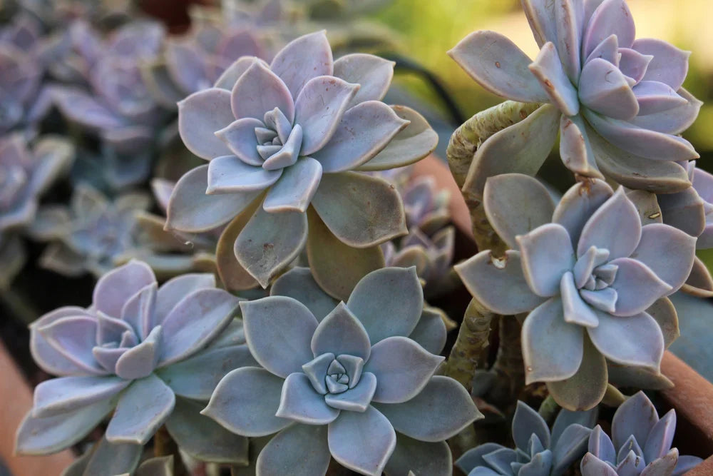 Unrooted Succulent Cuttings – Ghost Plant (Graptopetalum paraguayense) – Pale Grey-Blue Rosette for Propagation
