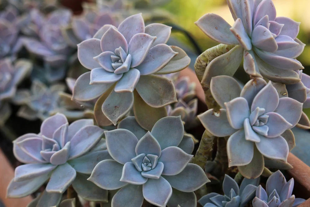 2 Echeveria Ghost Plant Cuttings – Unrooted Graptopetalum paraguayense Succulent Stems for Easy Indoor Propagation