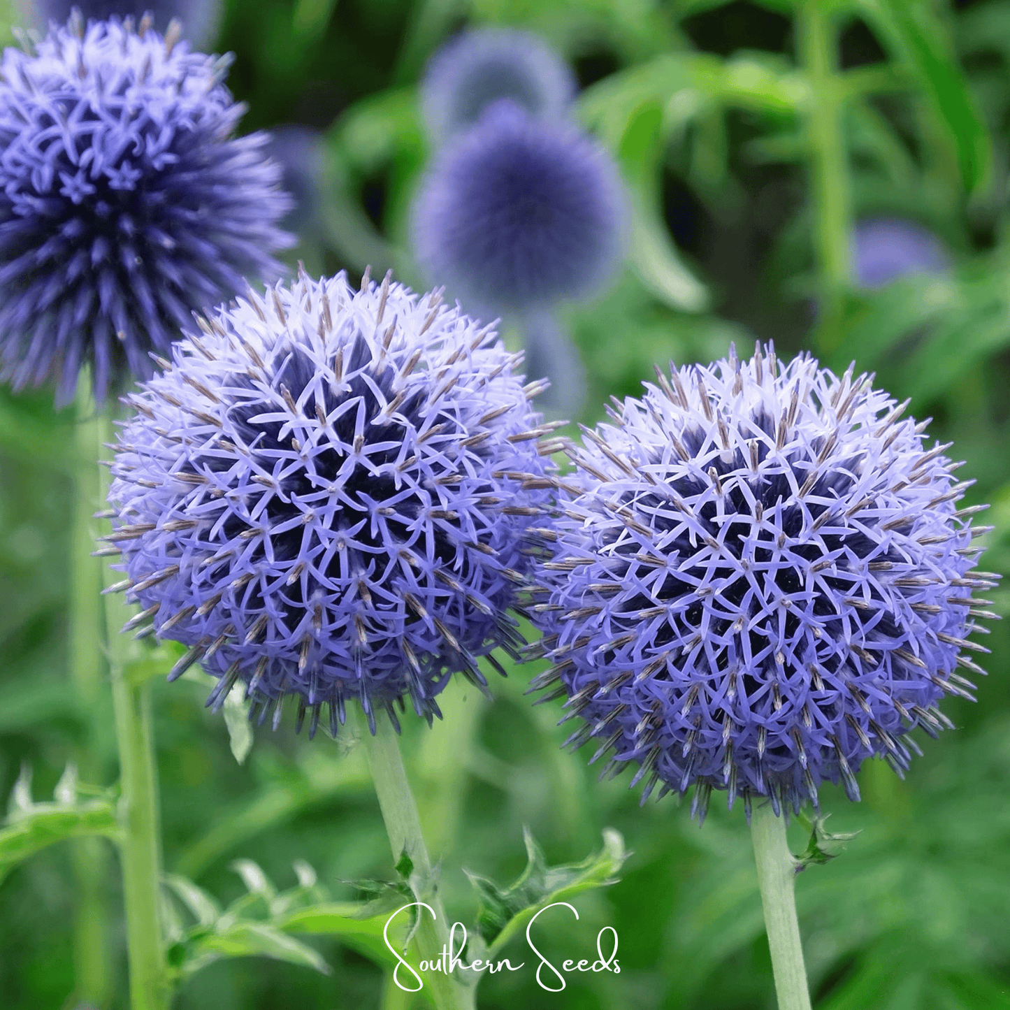 Southern Globe Thistle Seeds – Echinops ritro, Metallic Blue, Perennial, Drought Tolerant, Bee & Butterfly Magnet