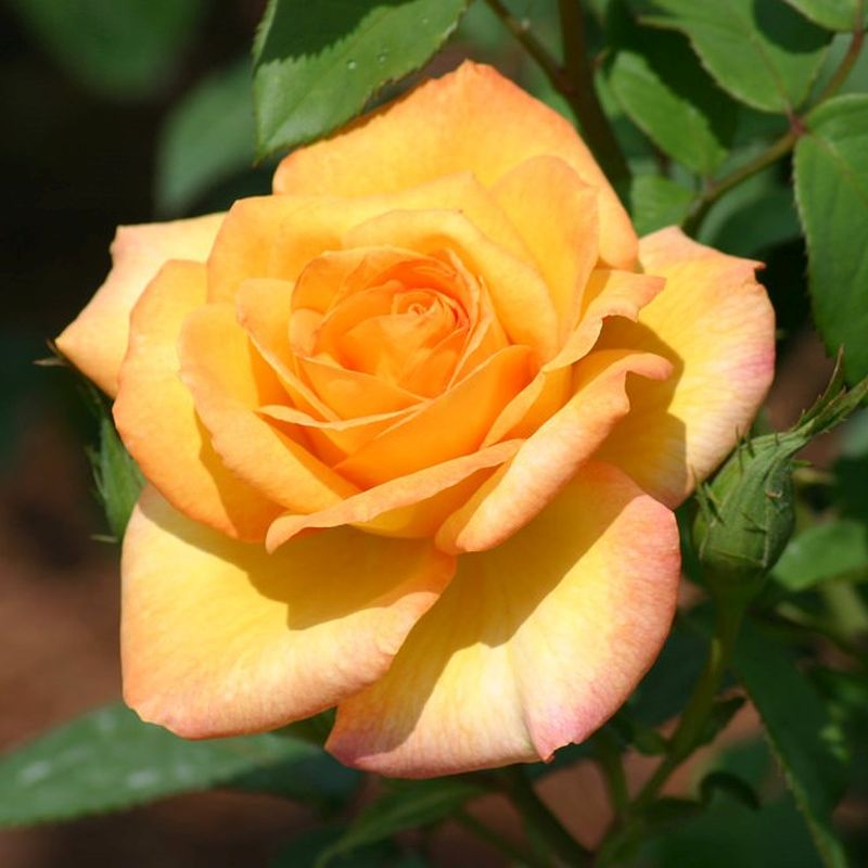 Gold Medal Rose Bush | Bare Root Hybrid Tea Rose | Fragrant Golden-Yellow Repeat Bloomer