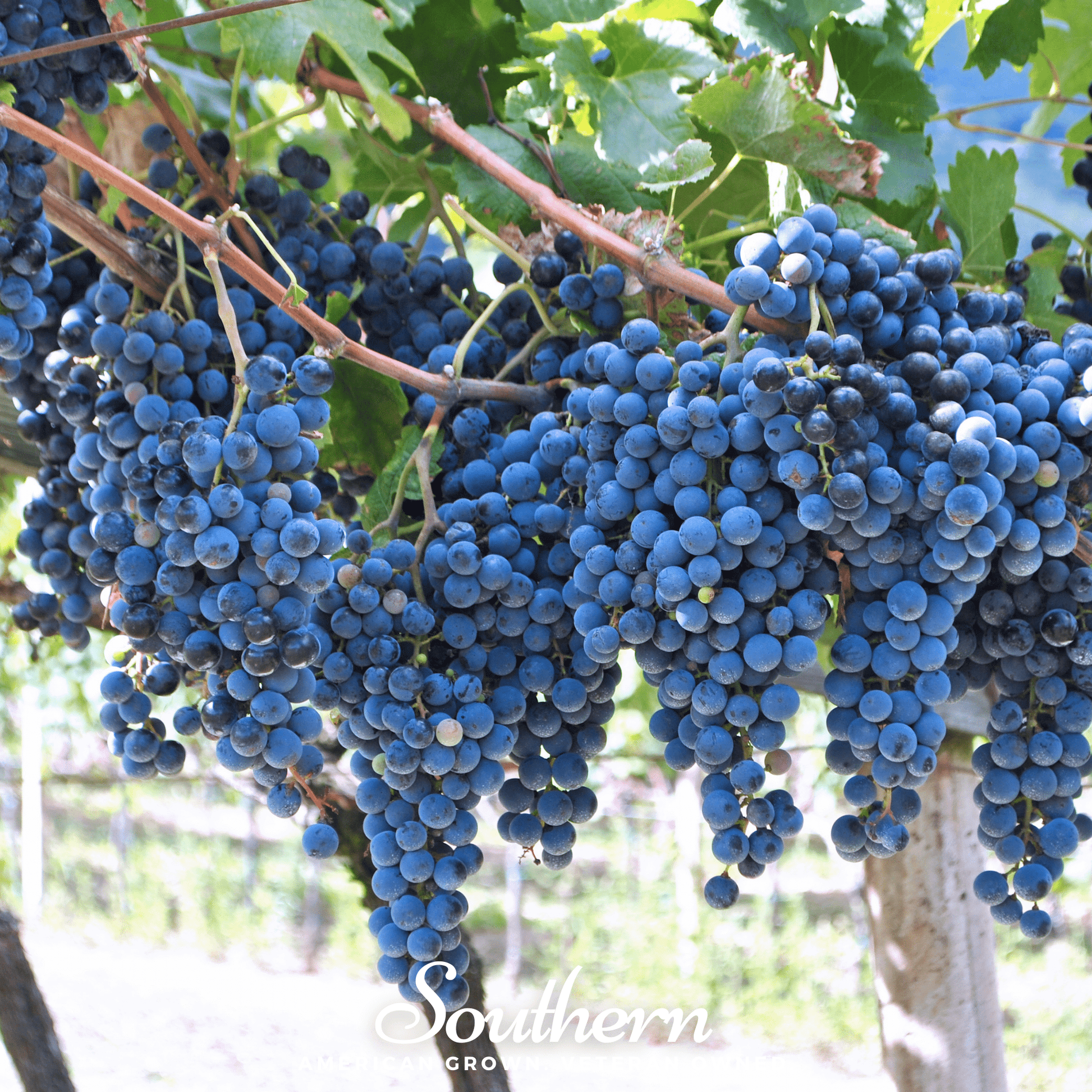 Wine Grape Seeds 35 Count Vitis vinifera Heirloom Non-GMO Climbing Vine for Wine, Raisins & Fresh Grapes