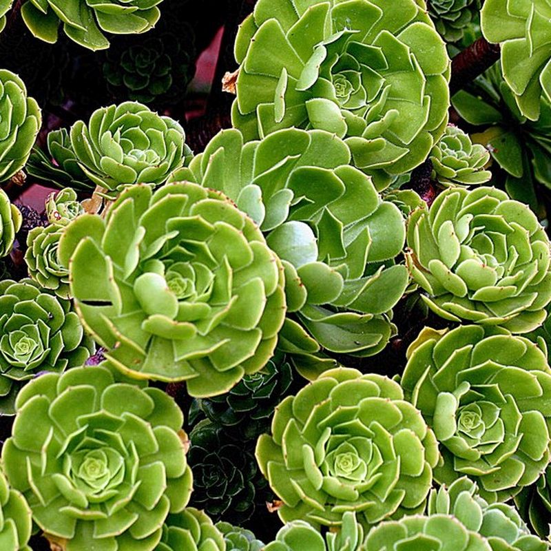 Fresh Green Aeonium Cutting – Unrooted Tree Aeonium Succulent Stem for Indoor & Outdoor Propagation