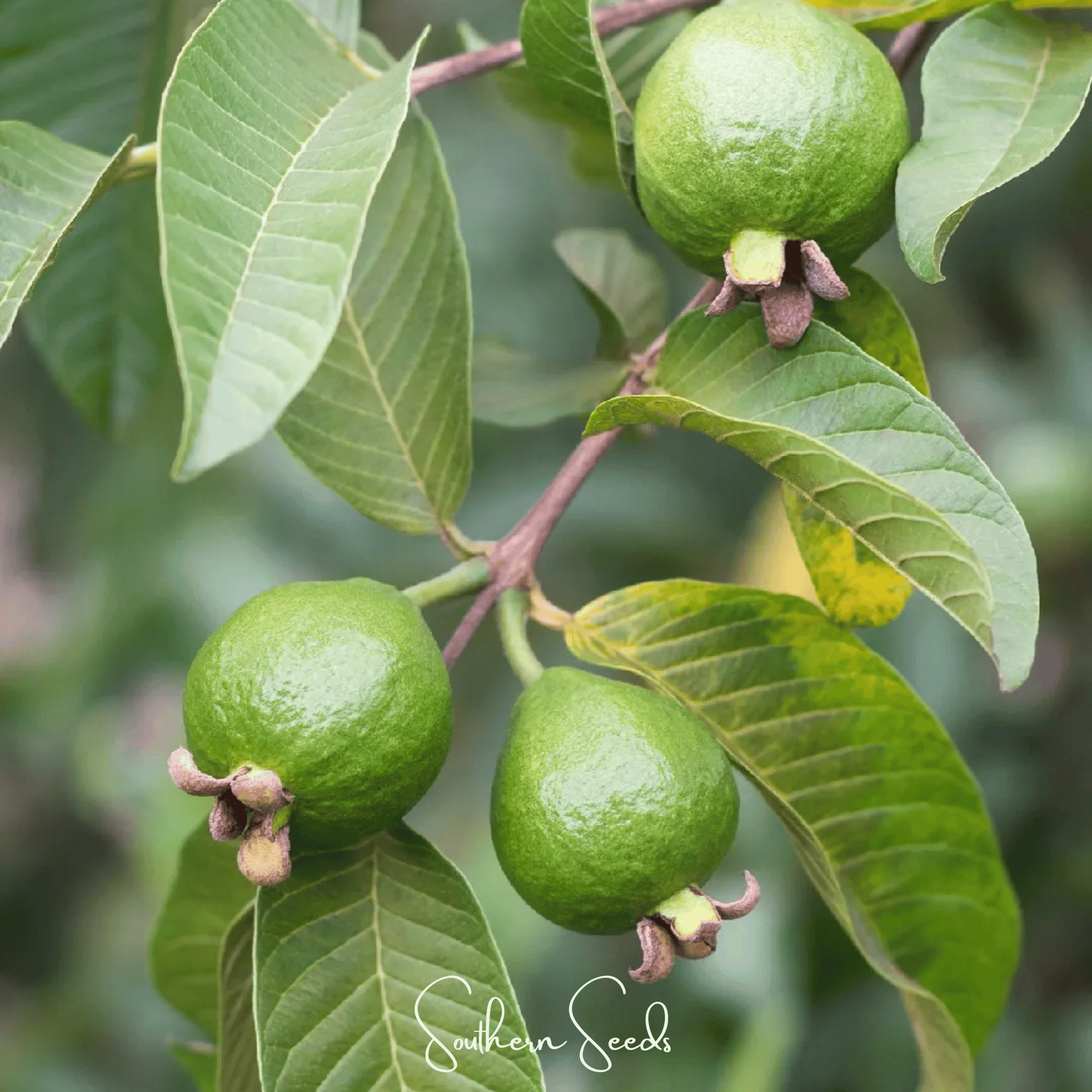 Guava Seeds 25 Pack, Psidium guajava, Tropical Fruit, Heirloom, Evergreen Shrub, Juicing & Cooking