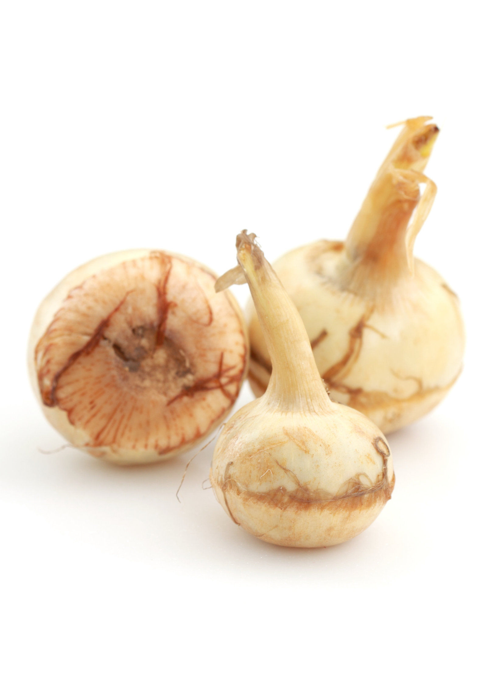 Guinea Arrowroot Root Vegetable, Calathea allouia, Edible Starch, Amazonian Food Plant