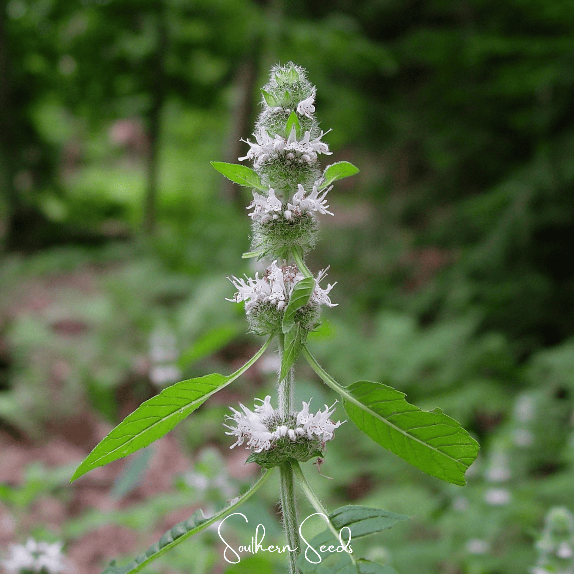 Hairy Wood Mint Seeds – Blephilia hirsuta Perennial for Pollinators, Fragrant Woodland Plant, 100 Seeds
