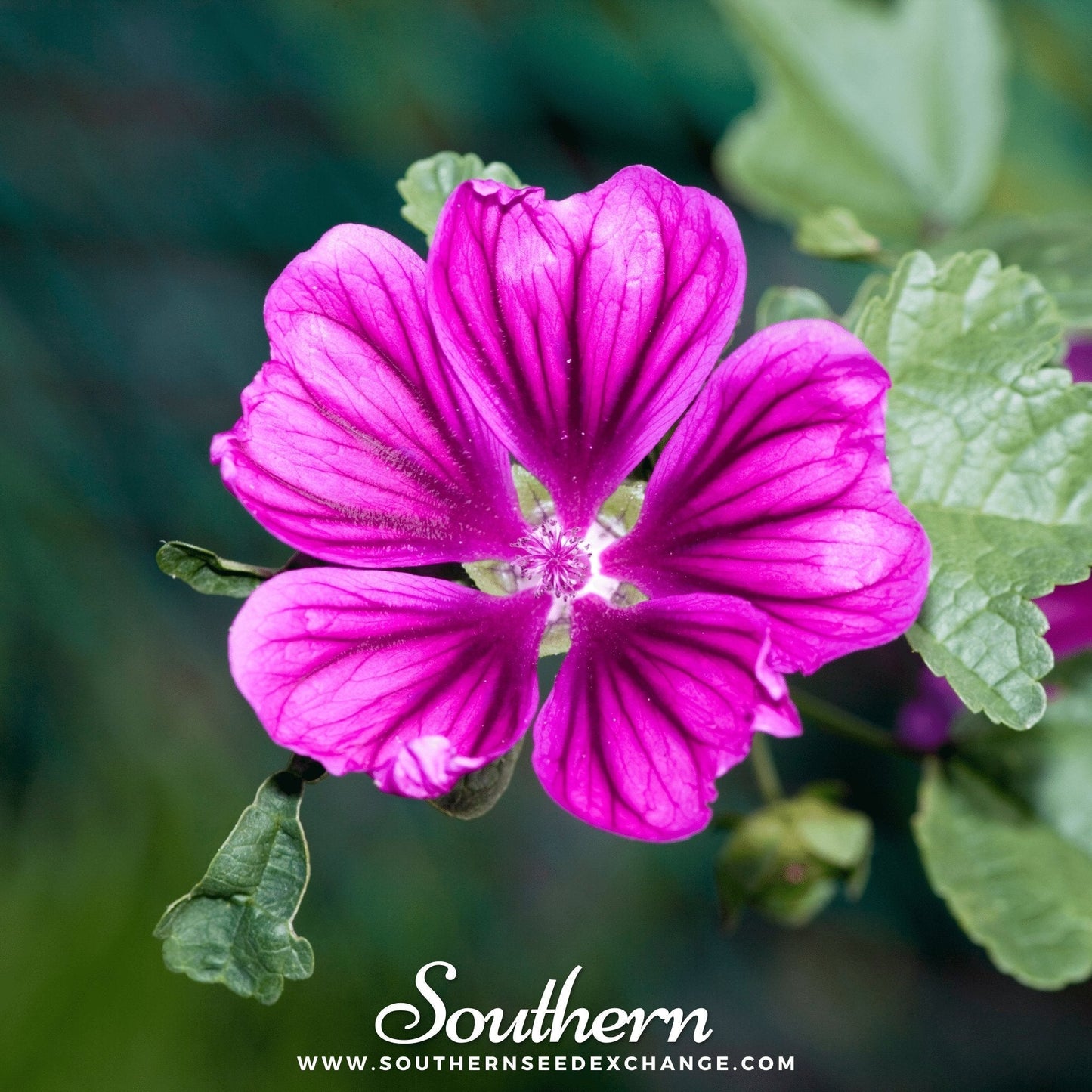 French Hollyhock Seeds – Heirloom Malva sylvestris, Lavender & Purple, Perennial, 25 Seeds
