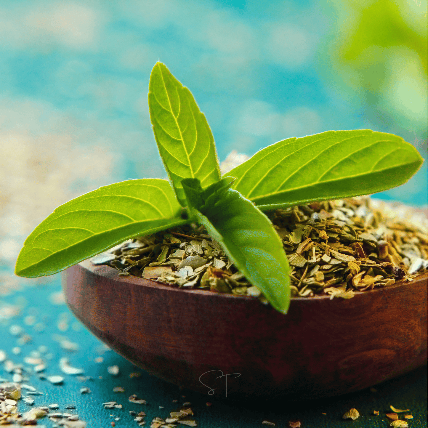 Holy Basil Seeds – 250 Heirloom Non-GMO Ocimum sanctum for Tea & Wellness, Aromatic, Bee-Friendly, 12-24 Inches