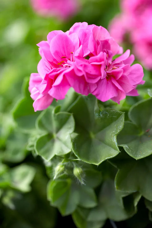 10 Fresh 6-Inch Pink Geranium Cuttings Pelargonium hortorum Live Unrooted Stems for Garden Beds & Containers