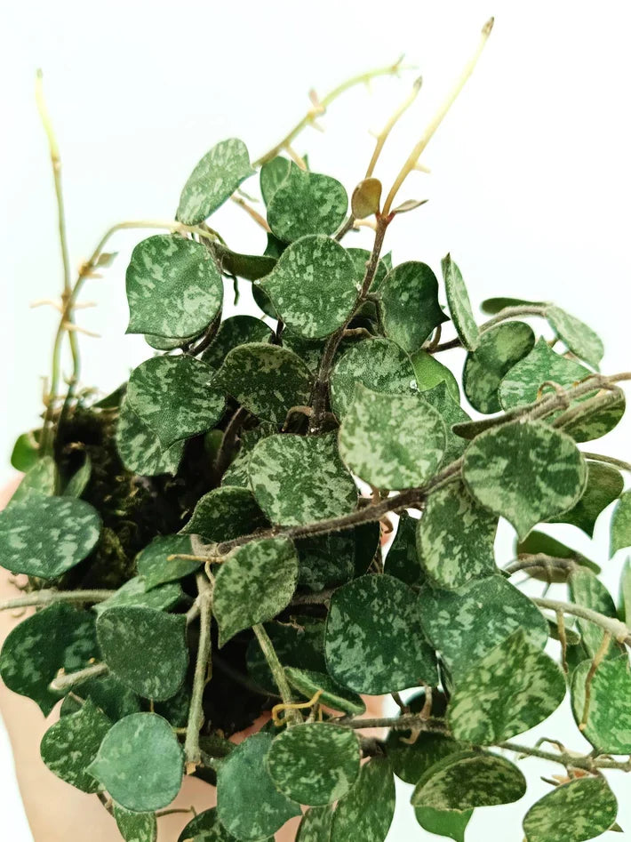 Hoya curtisii Cutting 6-inch Unrooted Rare Silver-Leaf Trailing Houseplant for Propagation Indoor Plant
