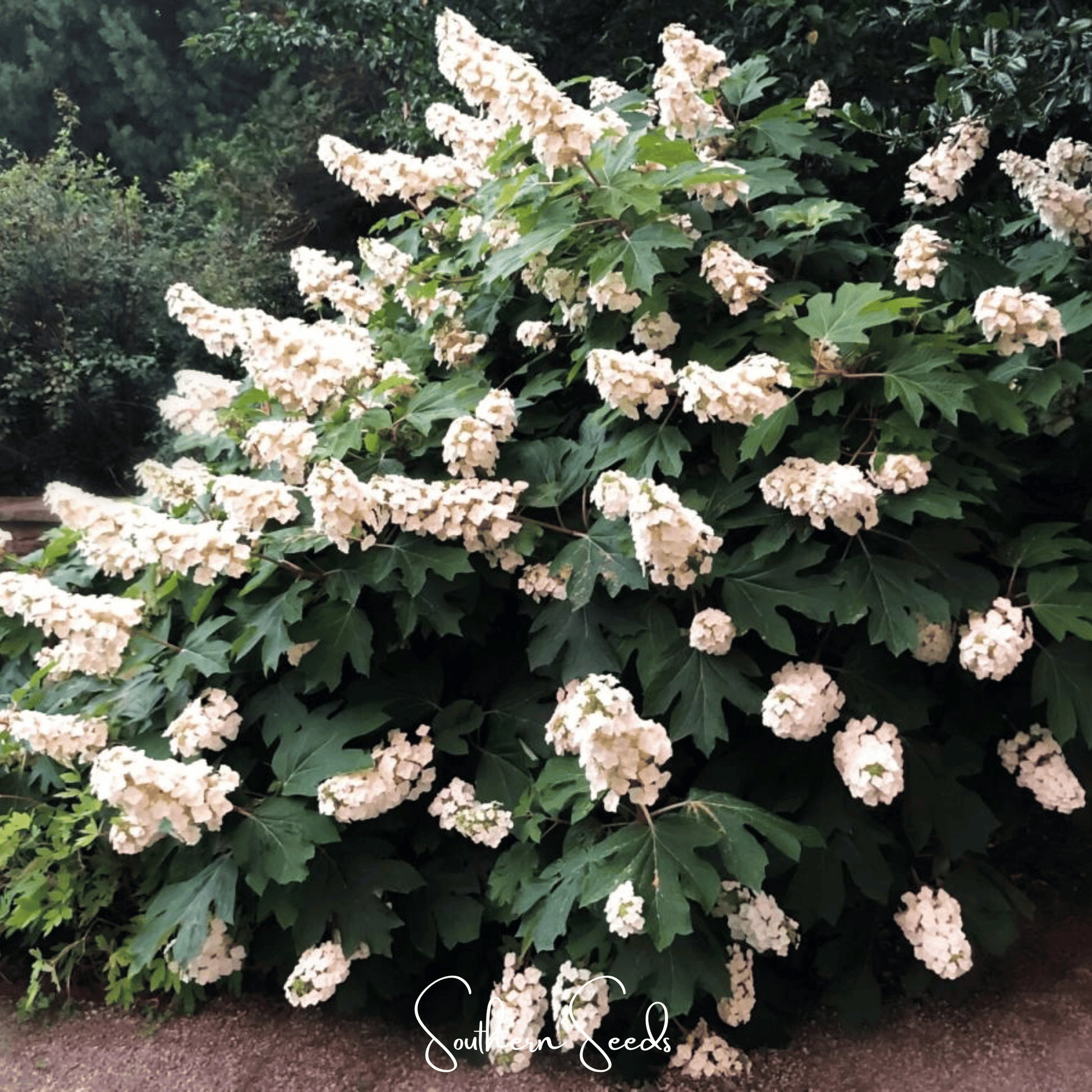 Oakleaf Hydrangea Seeds – Perennial Shrub, Large Cone-Shaped White Flowers, Autumn Foliage, Winter Bark – Hydrangea quercifolia