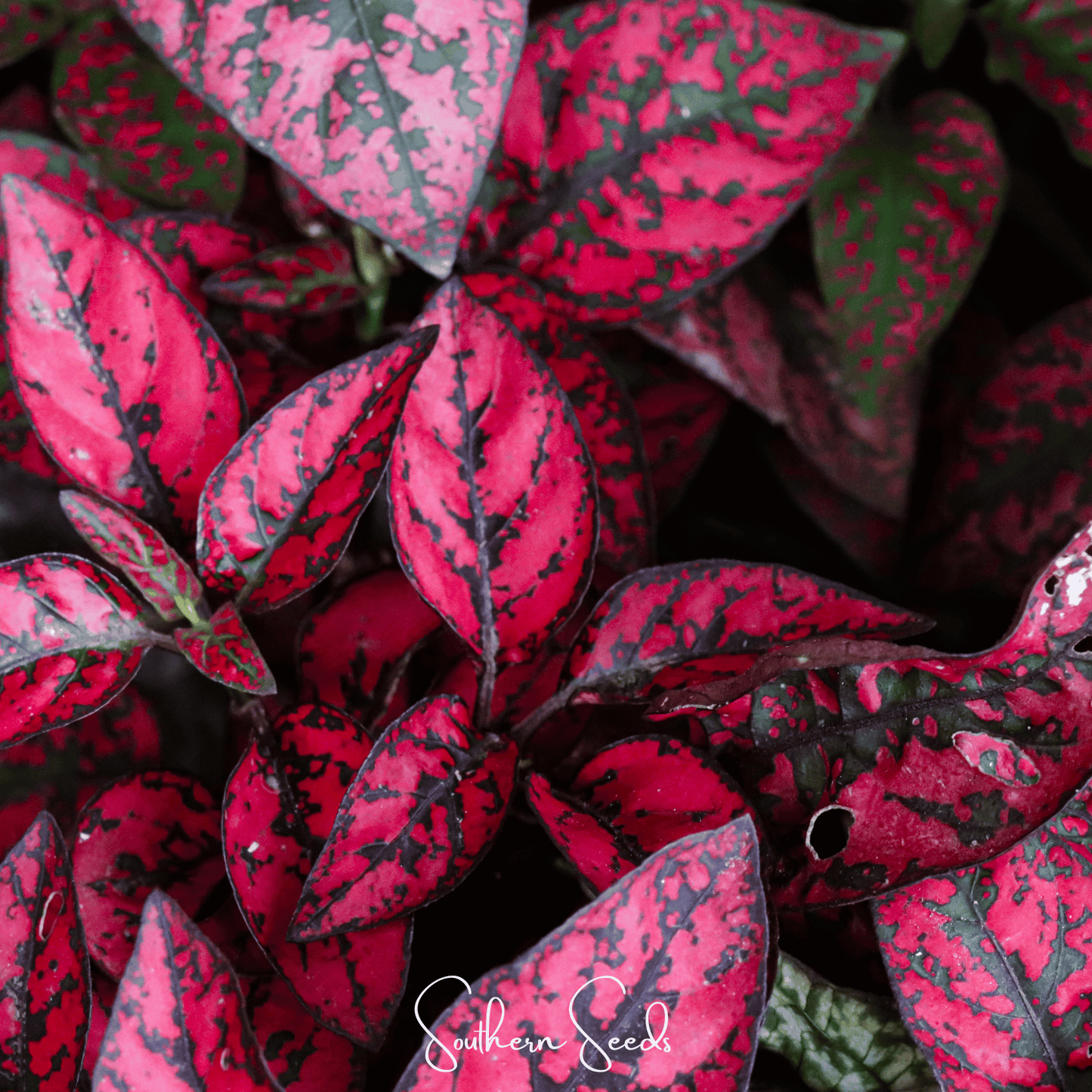 Splash Select Red Hypoestes Seeds – Indoor Houseplant, Red-Spotted Foliage, Hypoestes phyllostachya, Perennial, 25 Seeds