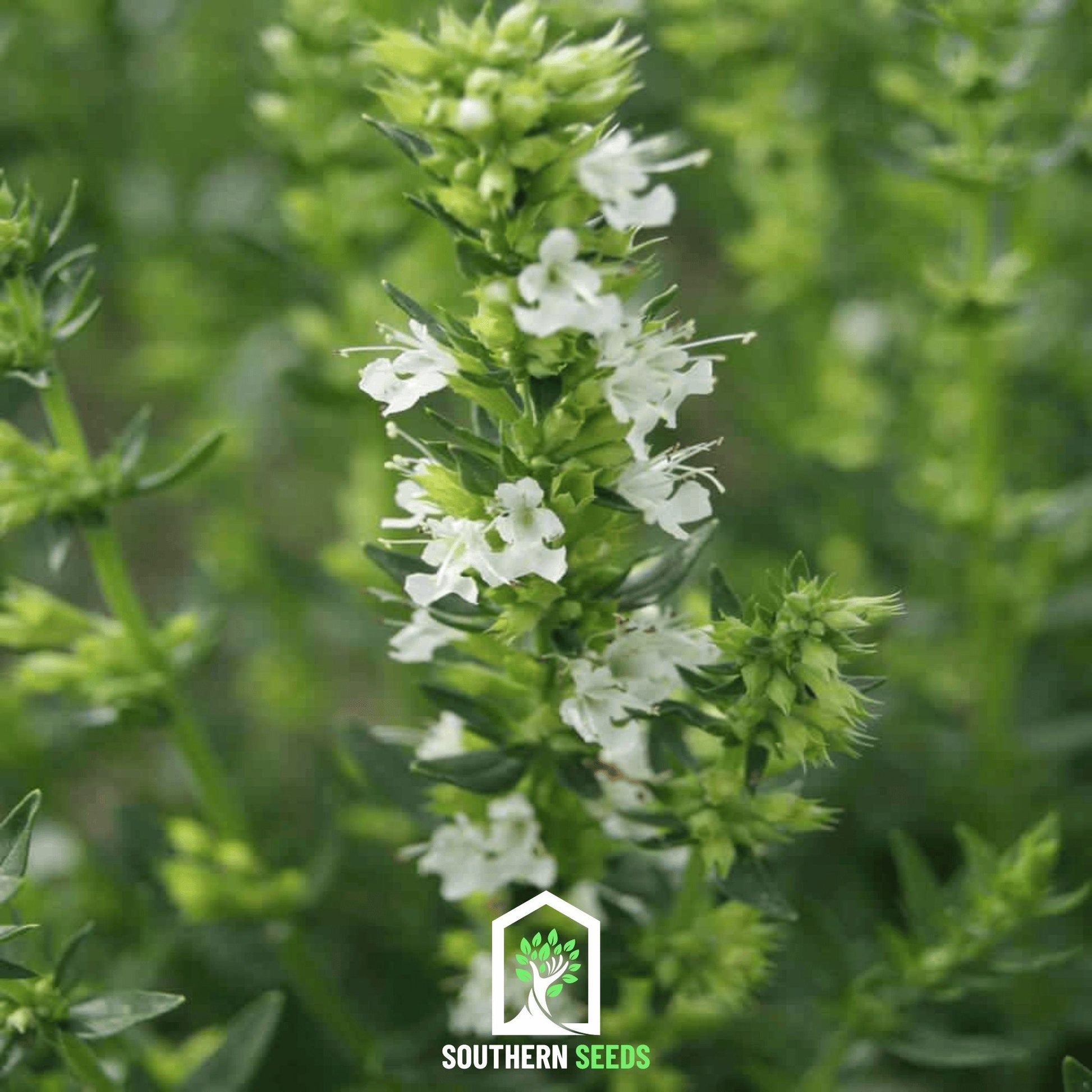White Hyssop Seeds - Hyssopus officinalis 'Albus' Heirloom Perennial for Bees & Butterflies