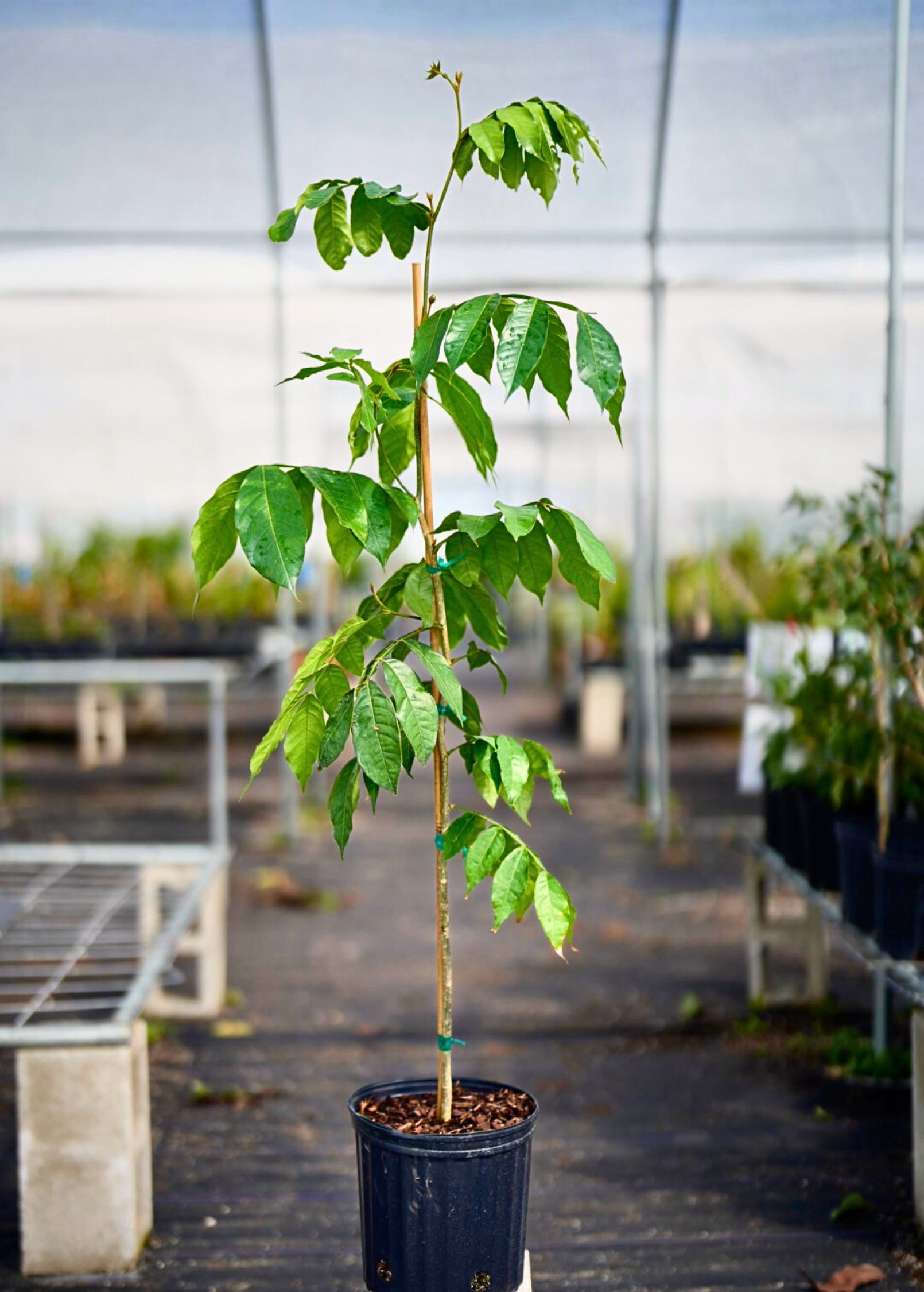 Ice Cream Bean Fruit Tree - Inga feuilleei, Tropical Nutritious Edible Pod, Fast-Growing Agroforestry Plant