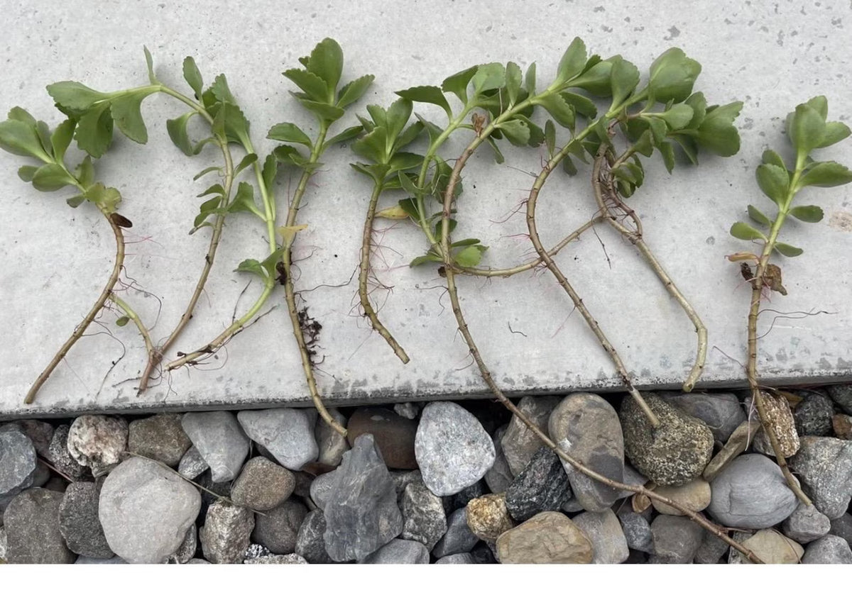 Sedum John Creech Ground Cover Plants - 10 Hardy Succulent Perennials, Zones 4-8, Drought Tolerant