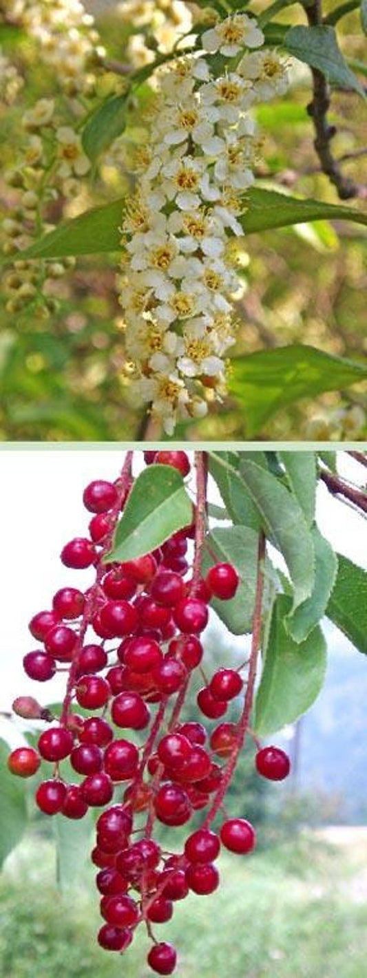 Choke Cherry Tree Bare Root 2 Ft Prunus virginiana Fragrant White Flowers Edible Fruit Wildlife Friendly