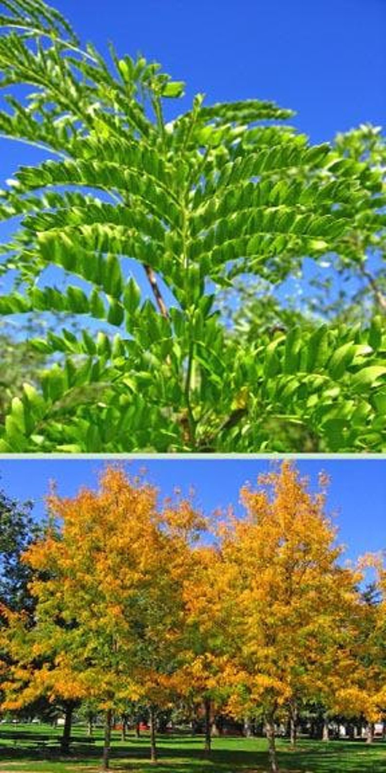Thornless Honey Locust Tree 2-3 Foot | Gleditsia triacanthos 'Inermis' Ornamental Shade Tree
