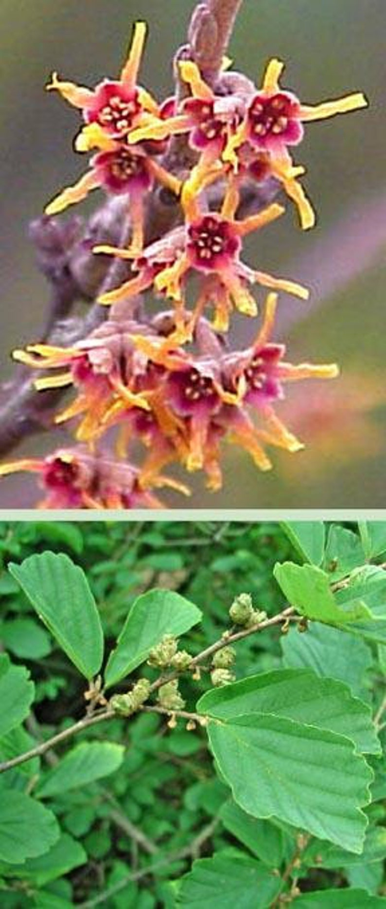 Witch Hazel Shrub 18-24 Inches, Hammamelis virginiana, Yellow Fragrant Flowers, Fall Colors, Unique Twisting Branches