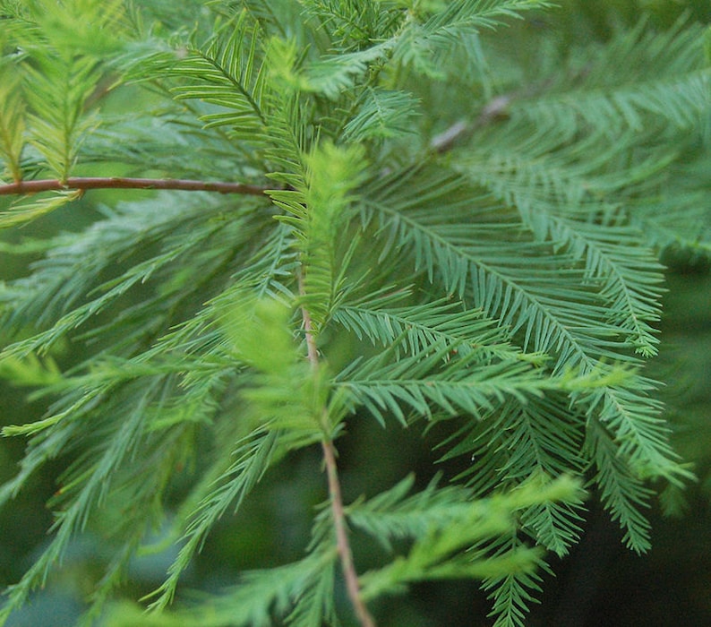 Bald Cypress Trees 4-Inch Containers - Taxodium Distichum - Wetland Trees for Zones 5-10 - Fast-Growing Landscape Plants