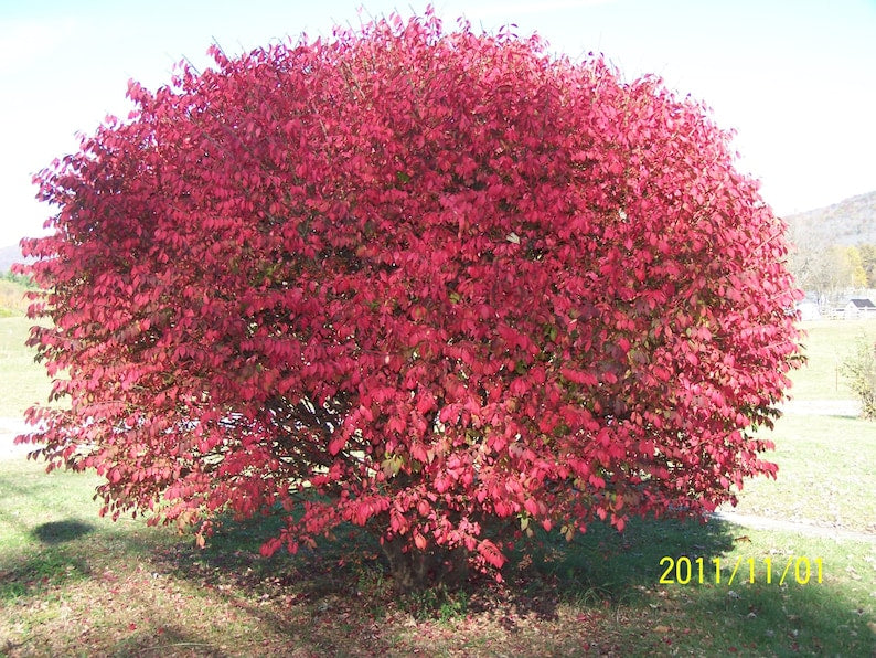 Burning Bush Plant 4" Container Euonymus Alatus 'Compacta' Rooted Hedge for Zones 4-9