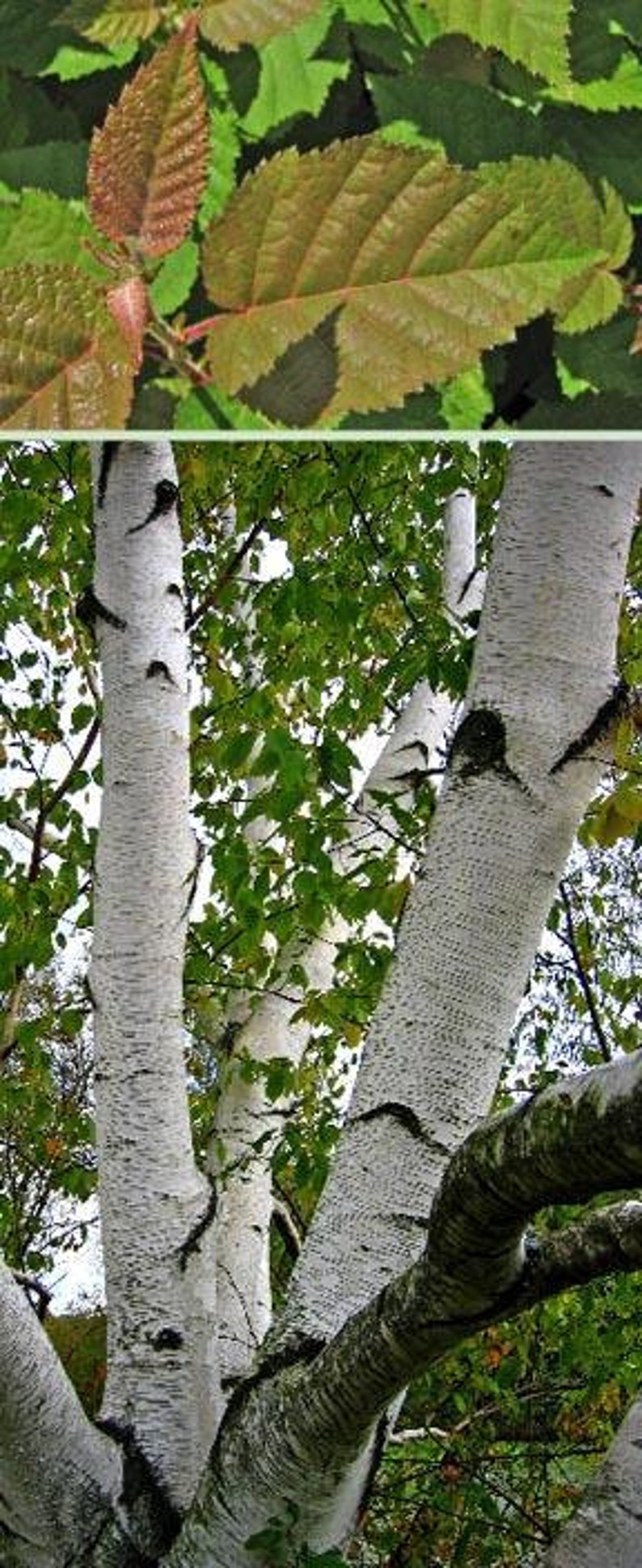 Canoe Birch Tree 2-3 Feet Bare-Root Betula papyrifera Native Ornamental Tree with White Bark