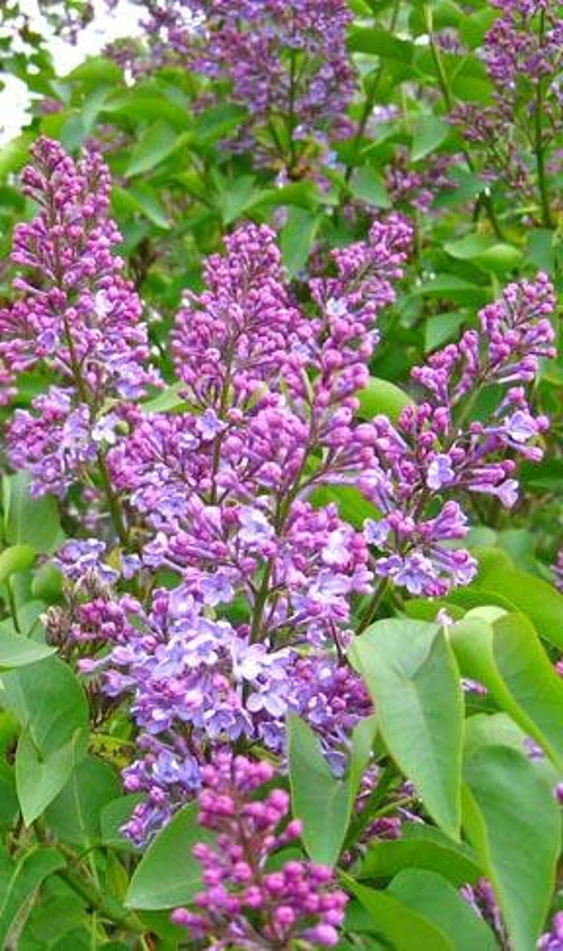 Old Fashioned Purple Lilac Bush - 2 Foot Bare Root Shrub, Syringa vulgaris, Fragrant Purple Flowers