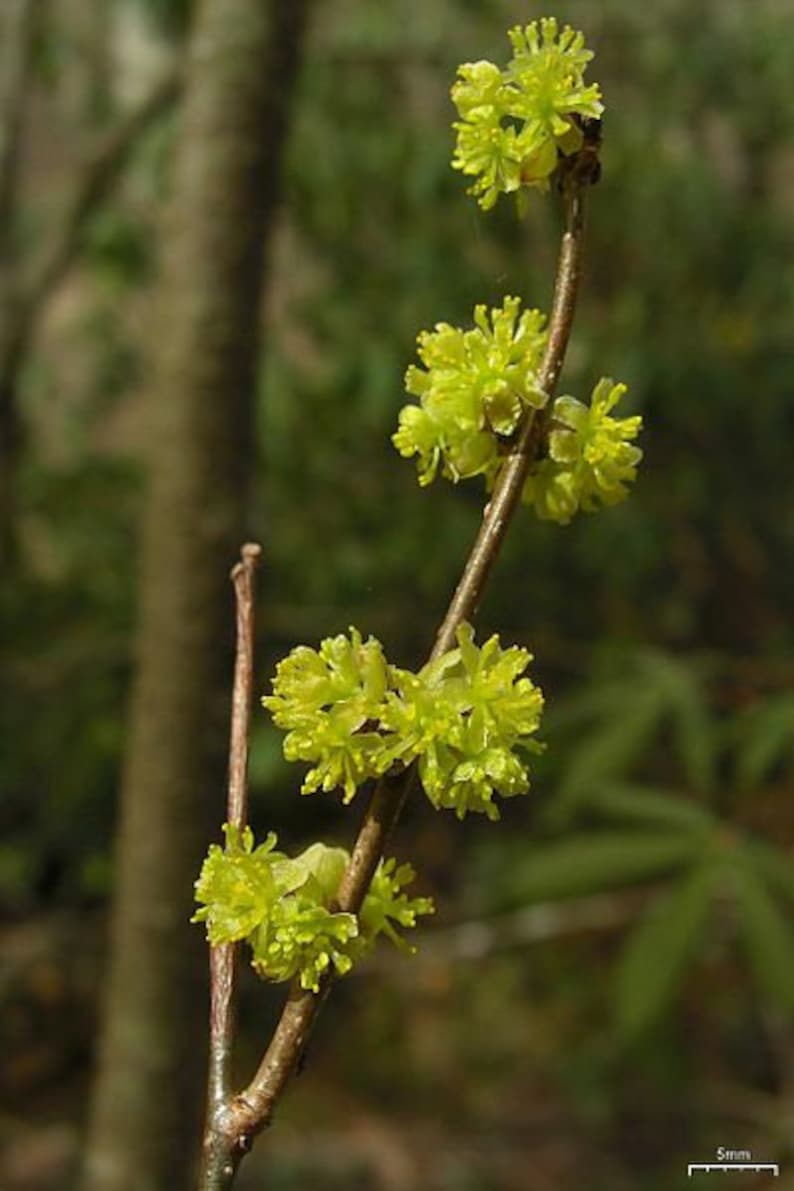 Spicebush Plant Lindera Benzoin 4" Container - Moist Soil Shrub for Borders & Naturalizing