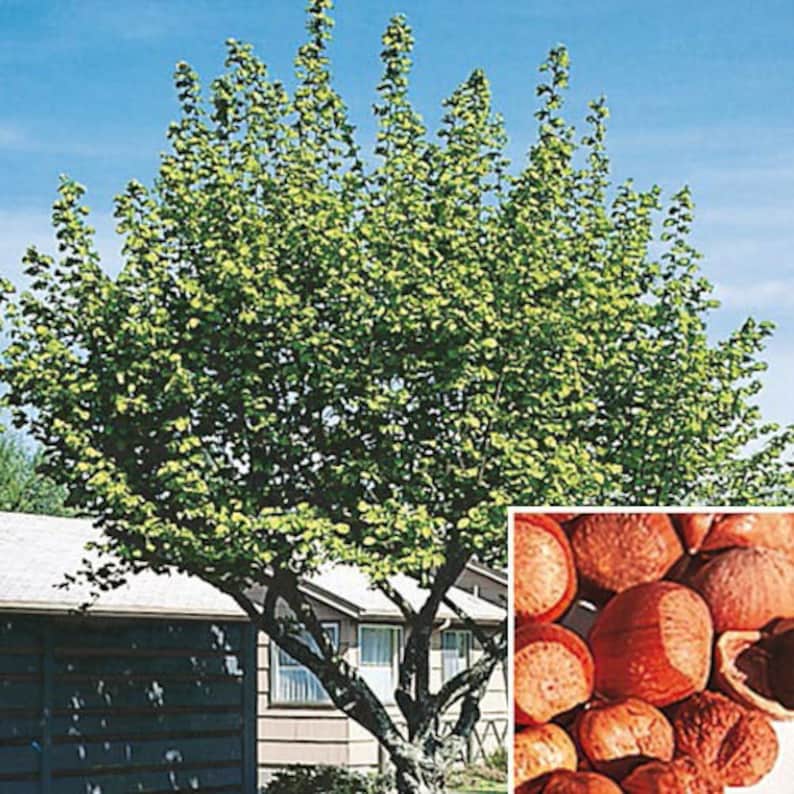 American Hazelnut Trees - 2 Pack in 4" Containers | Corylus Americana Nut Trees for Zones 4-9