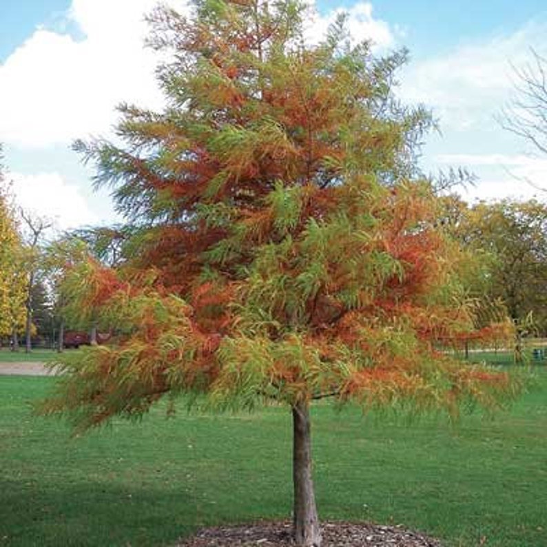 Bald Cypress Tree 2-3' | Taxodium distichum | Adaptable to Wet or Dry Conditions | Unique Fall Color