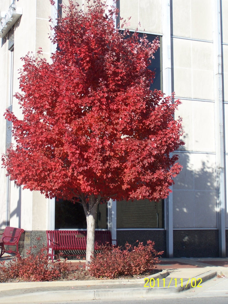 Red Maple Tree 4" Container Acer Rubrum 6-12" Height with Vibrant Fall Color for Yards & Parks