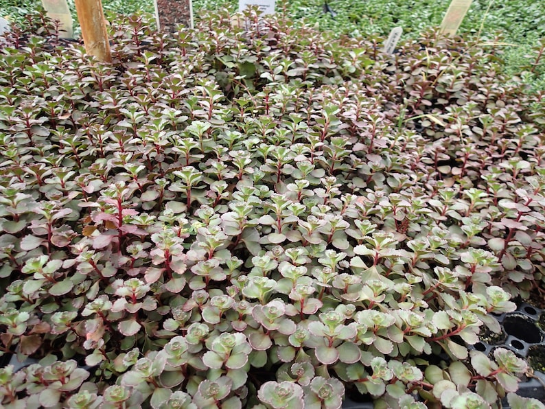 Dragon's Blood Sedum Plant Plug Flat - Groundcover Sedum spurium, Evergreen Red-Maron Foliage, Hardy Perennial