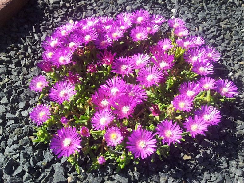 Table Mountain Ice Plant - 72 Plant Plug Flat, Fuchsia Blooms, Delosperma cooperi, Groundcover for Sunny Drought-Prone Areas