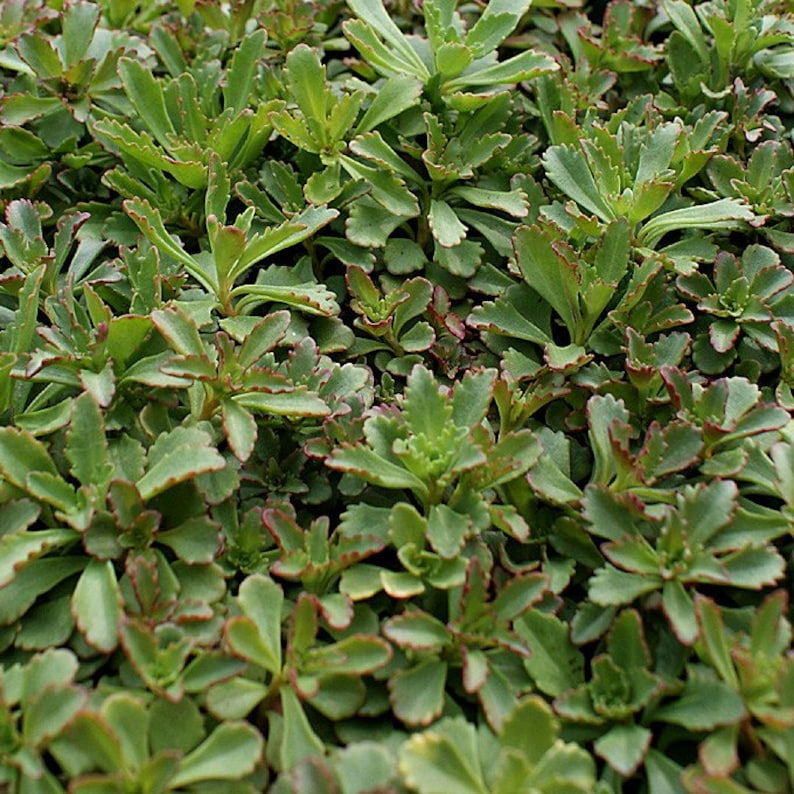 Czar's Gold Sedum Plant Plug Flat - Groundcover, Hardy Perennial, Sun to Partial Shade, Sedum spurium