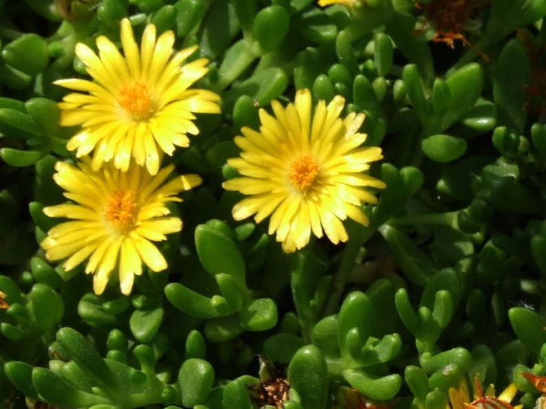 Gold Nugget Ice Plant 72 Plant Plug Flat, Drought Tolerant Groundcover, Bright Fuchsia Blooms, Delosperma congestum