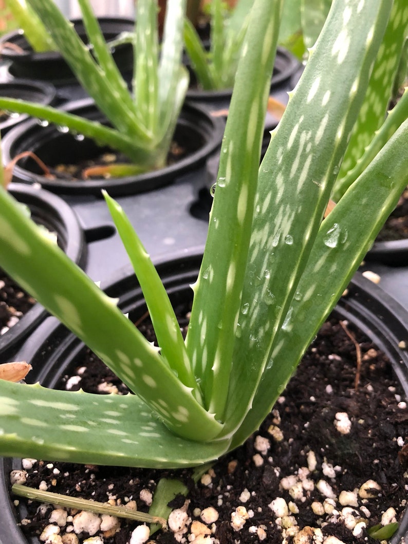 Organic Aloe Vera Plant in 2.5-Inch Pot, Aloe barbadensis Miller, Succulent with Spiky Leaves and Yellow Flowers