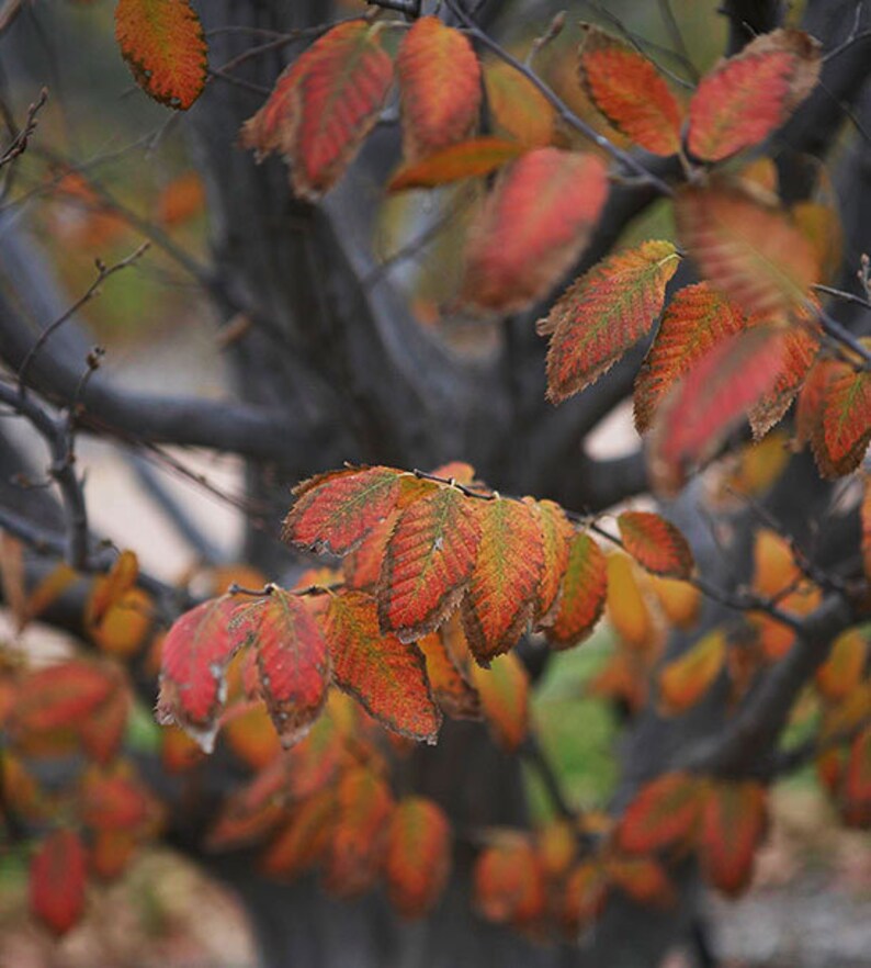 American Hornbeam Tree 4" Container - Carpinus Caroliniana - Muscle Wood for Shade & Woodland Gardens