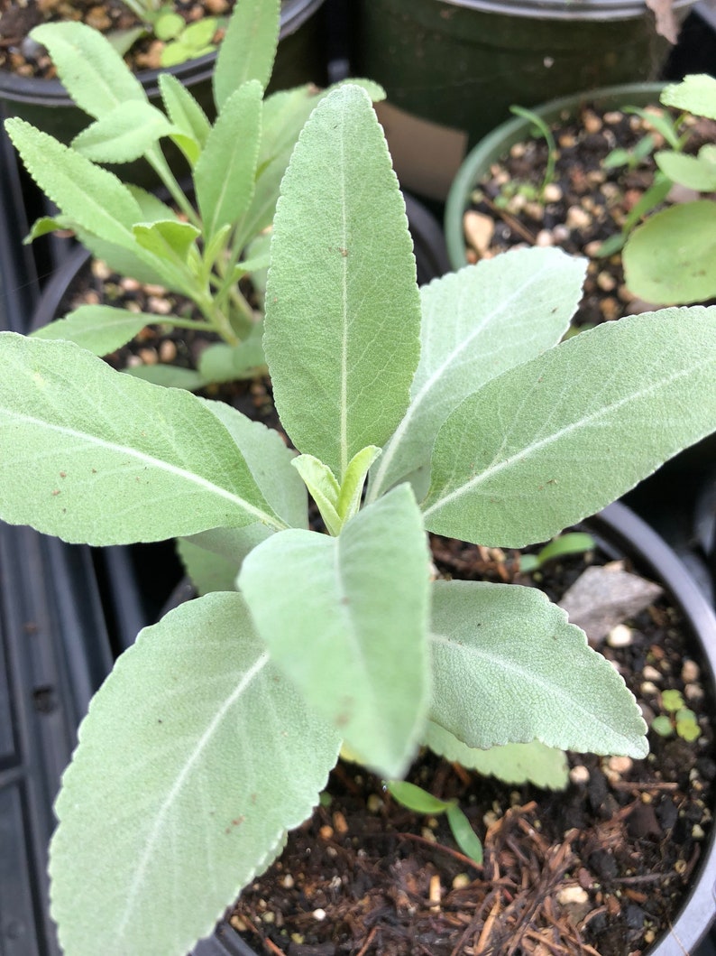 Organic White Sage Plant 2.5-inch Pot Salvia apiana - Naturally Grown Smudging Herb