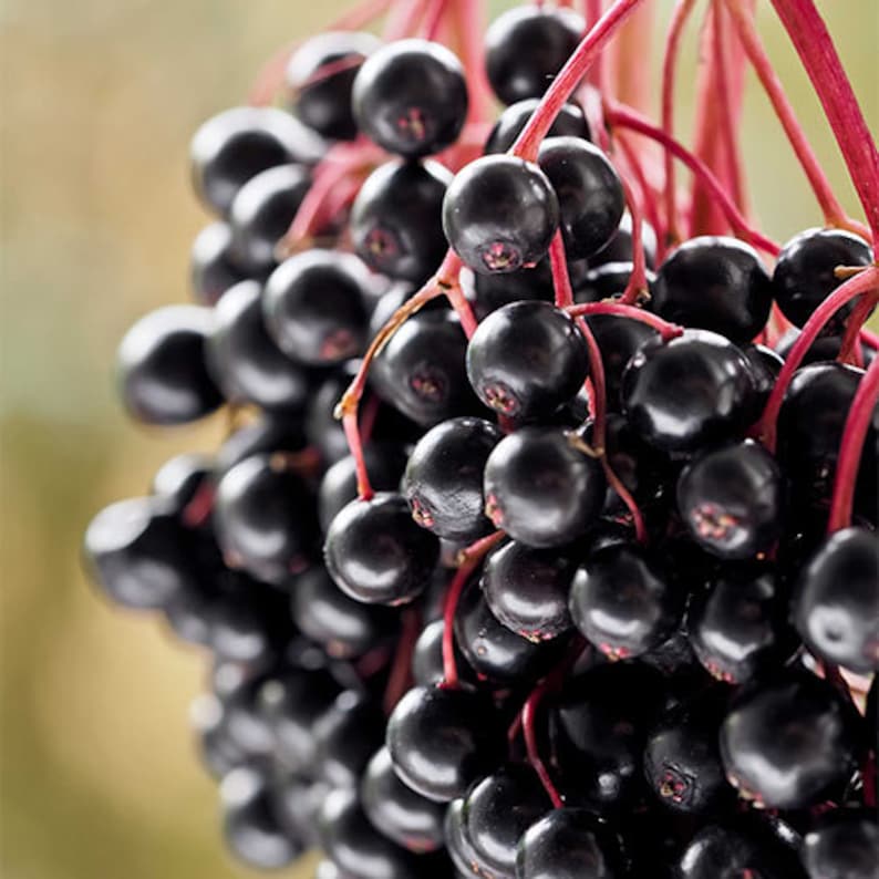 Elderberry Plant 4" Container Sambucus Canadensis Deciduous Shrub Zones 3-9